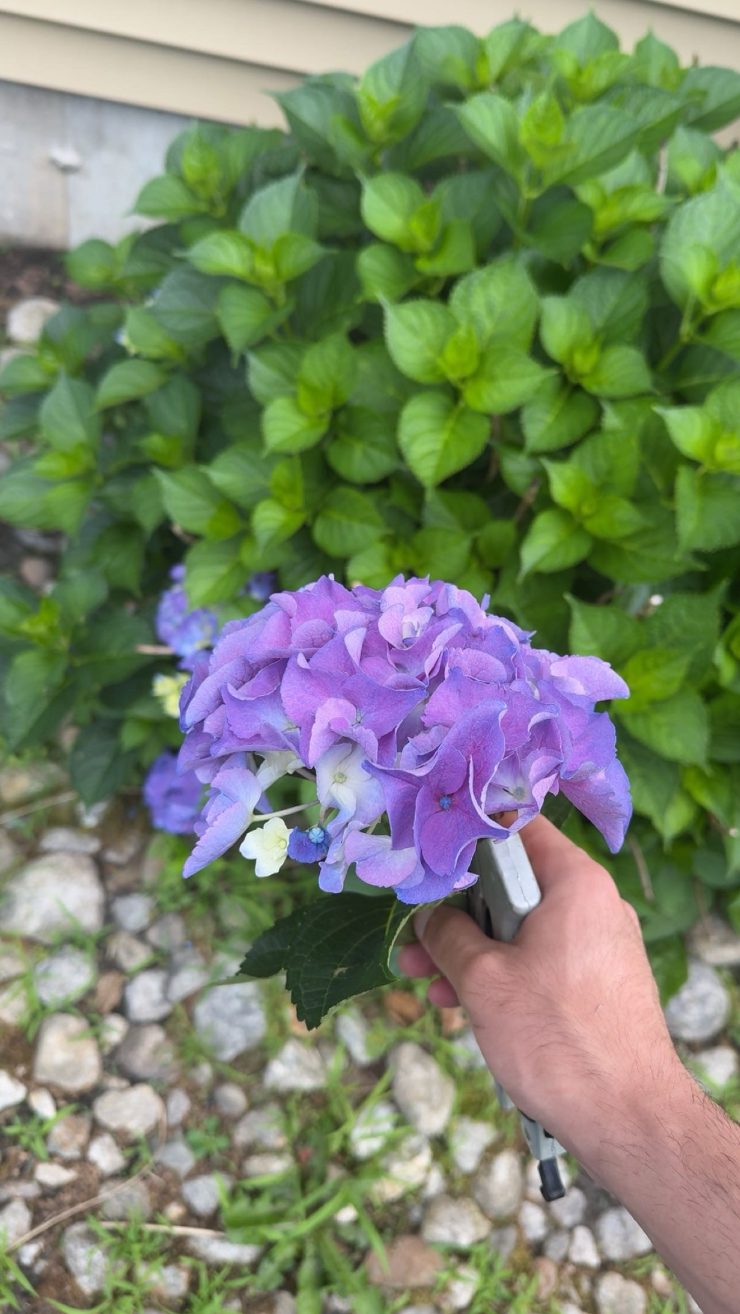 A cut hydrangea bloom held in front of the plant it came from