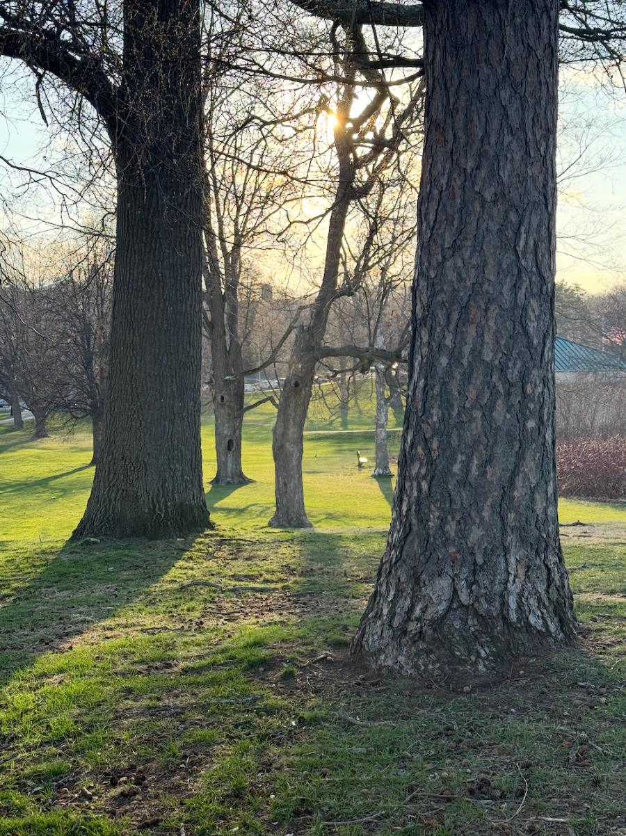 Late afternoon sun through bare trees over the lawn at Institute Park